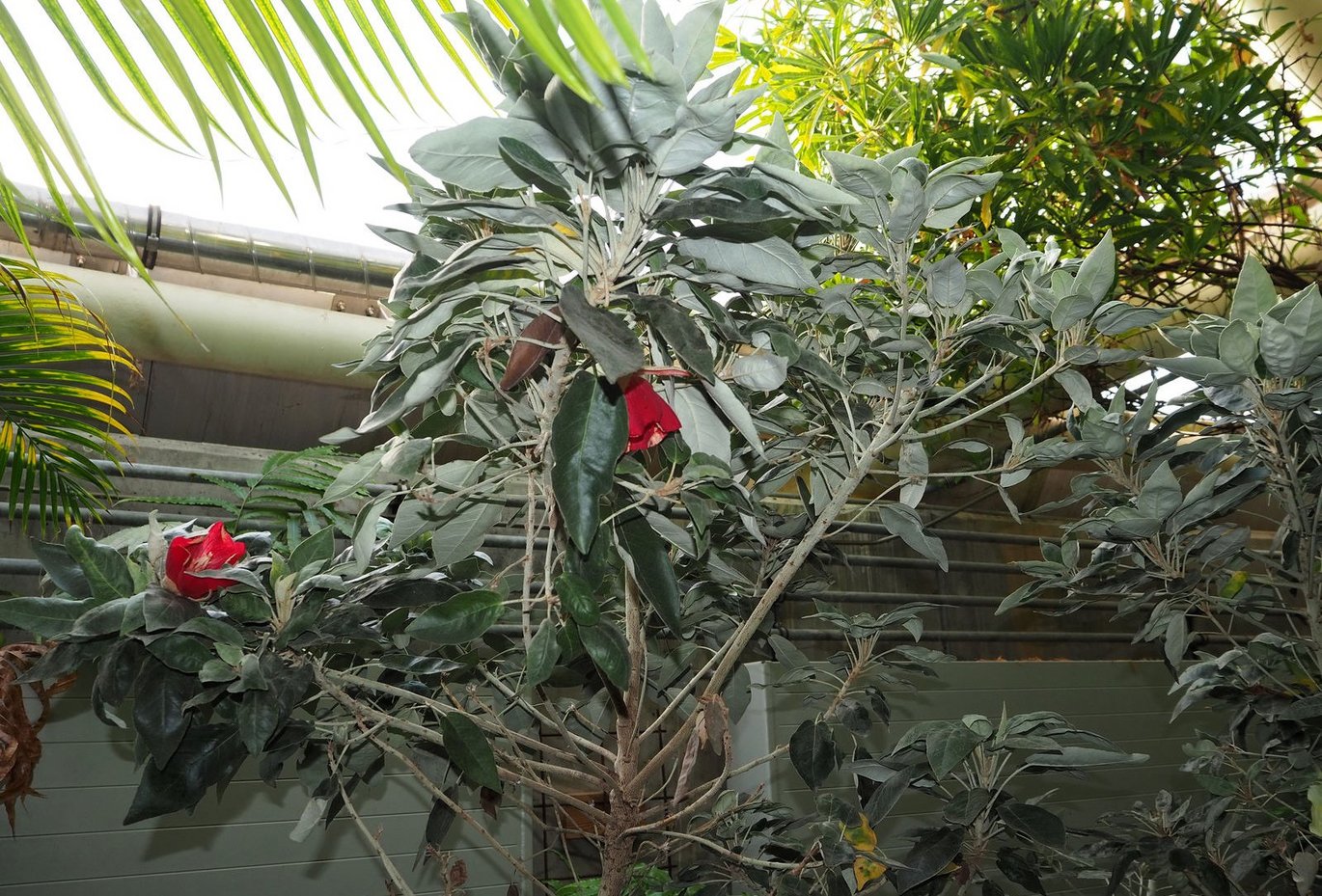 Mauritian red bell tree