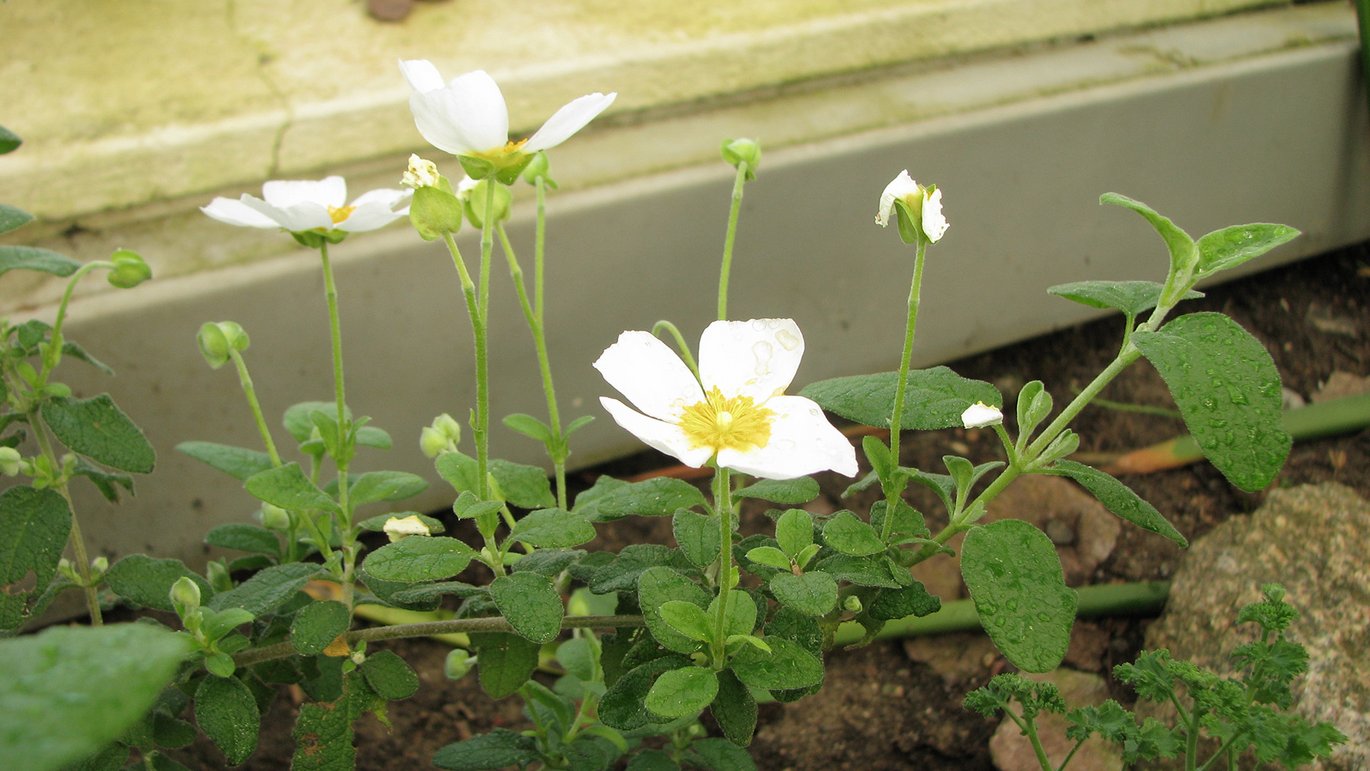 Harpiks-soløjetræ (Cistus ladanifer)