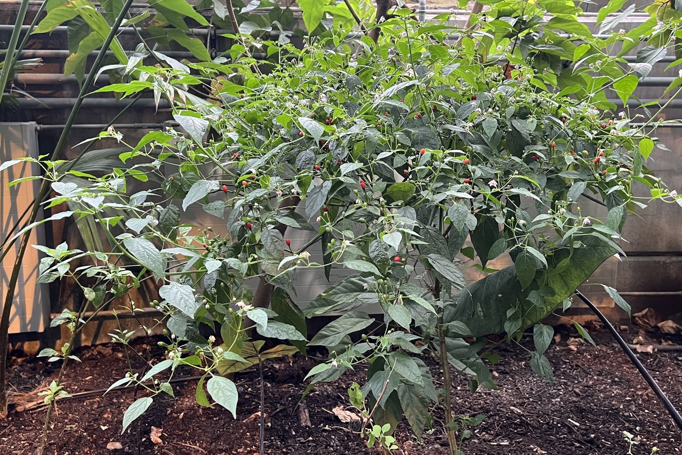 Chilipeber
