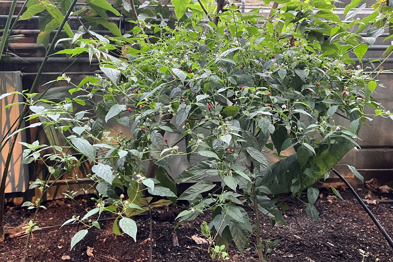 Chili pepper (Capsicum)
