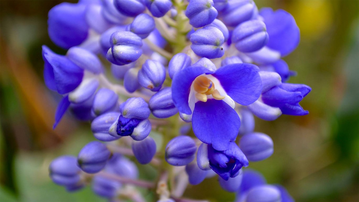 Blomsterklase af blå blomsterbambus (Dichorisandra thyrsiflora)