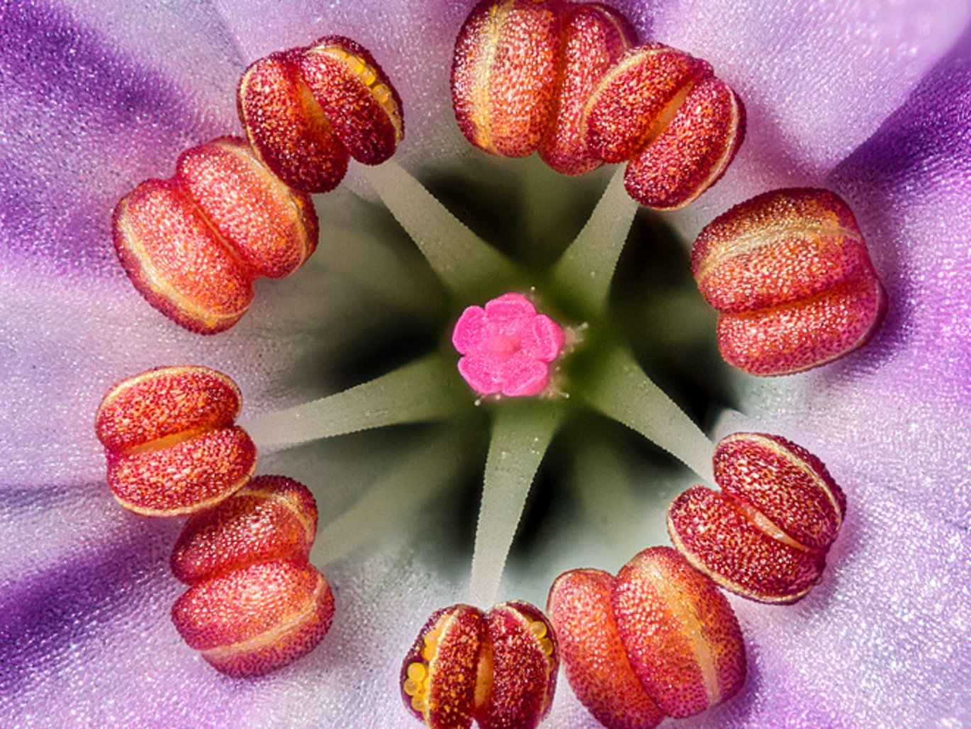 Stinkende storkenæb (Geranium robertianum). Nærbillede af de støvblade og støvfang.