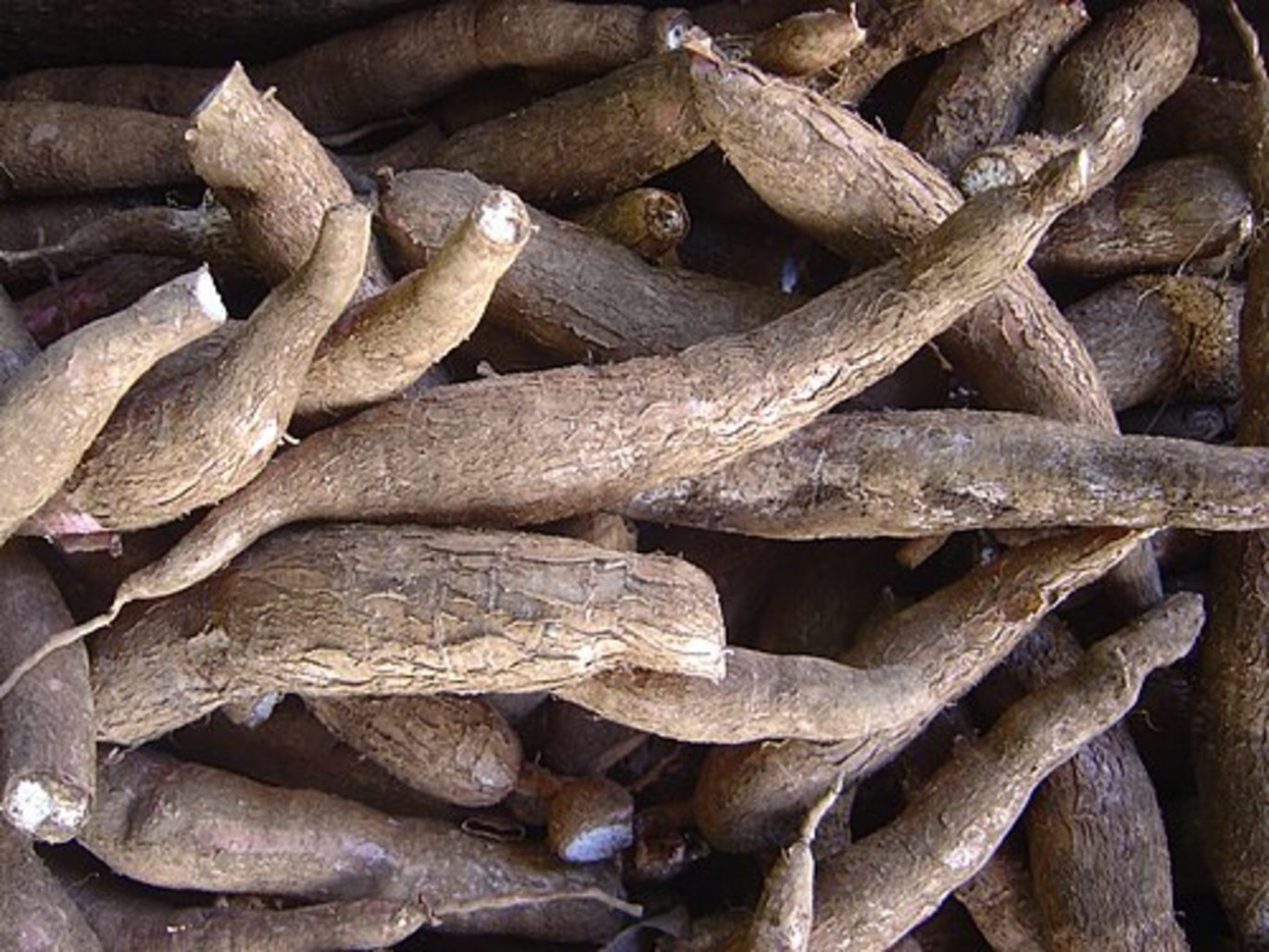 Cassava (Manihot esculenta). The Cassava plant's starchy tuberous roots.