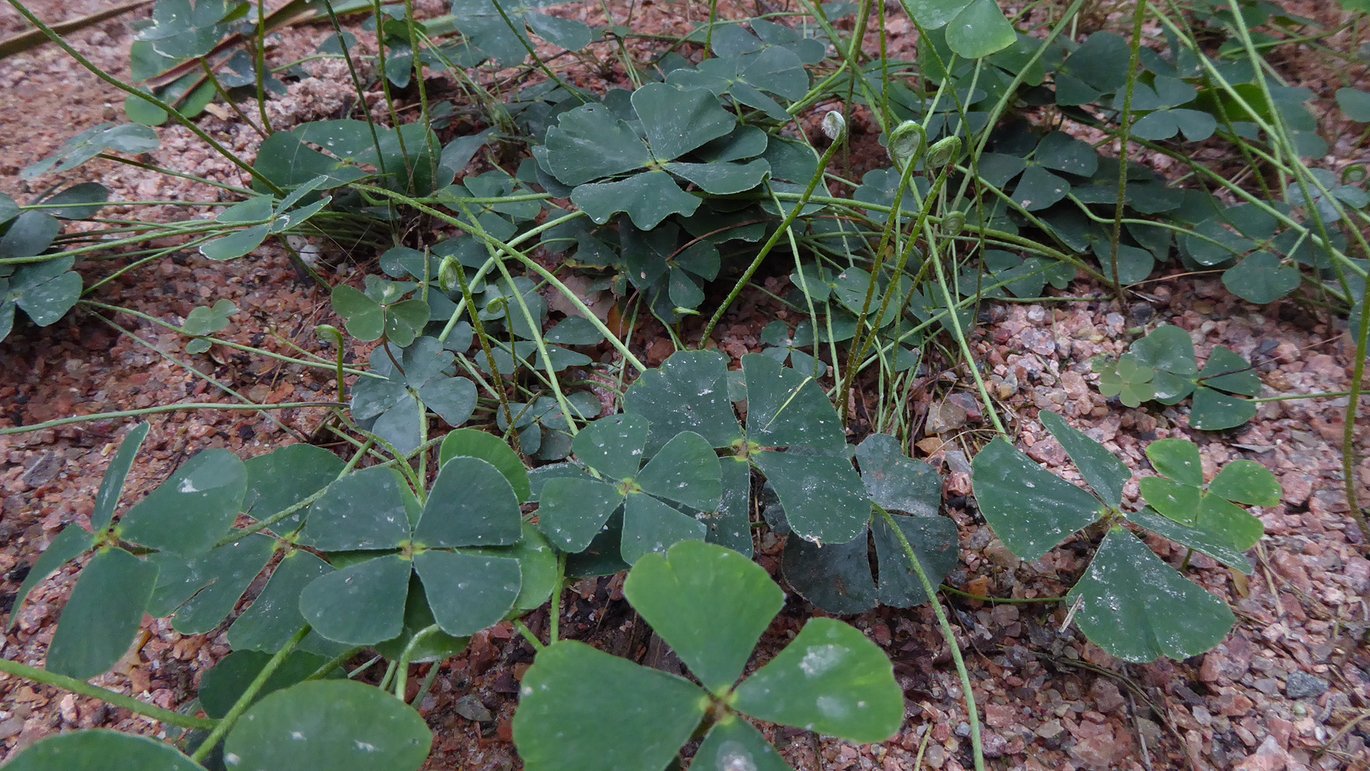 Kløverbregne (Marsilea drummondii)