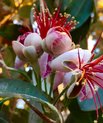 [Translate to English:] Feijoa - Feijoa sellowiana