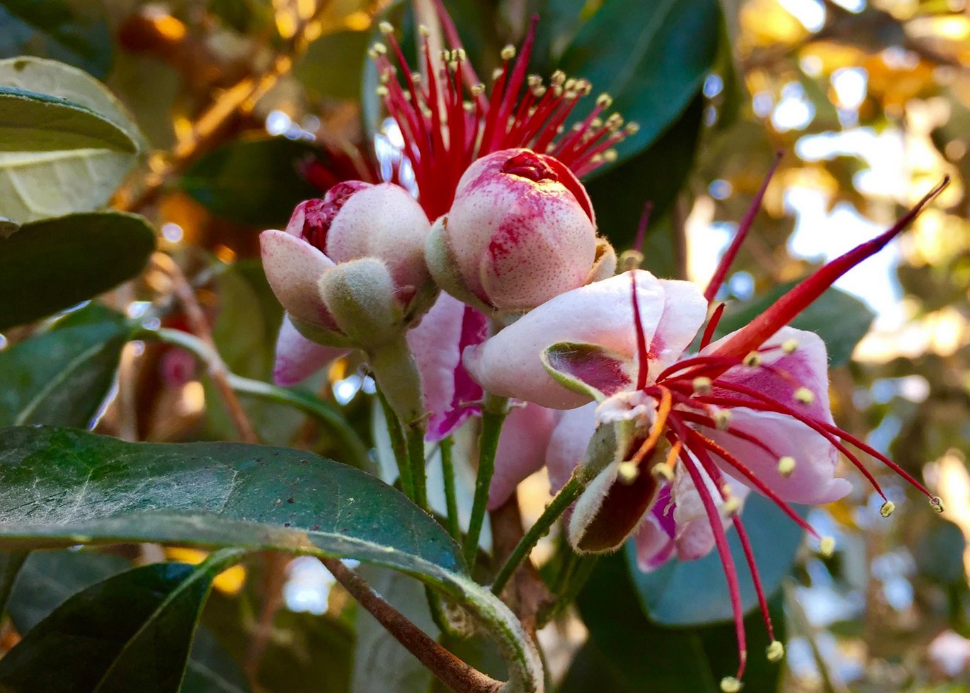 [Translate to English:] Feijoa - Feijoa sellowiana