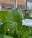 Arum lily - (Zantedeschia aethiopica)