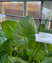 Arum lily - (Zantedeschia aethiopica)