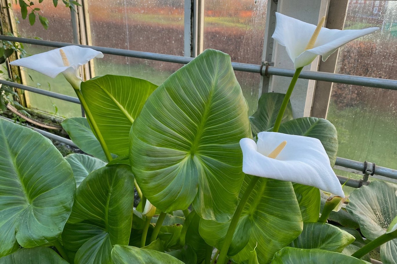Arum lily - (Zantedeschia aethiopica)