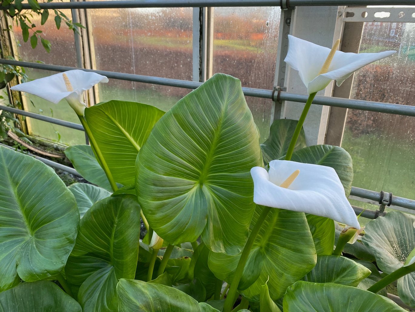 Hvid kalla - (Zantedeschia aethiopica)