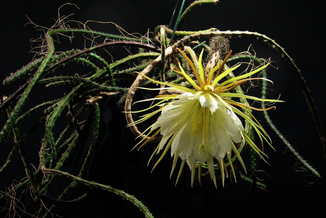 Queen of the Night (Selenicerus grandiflorus)