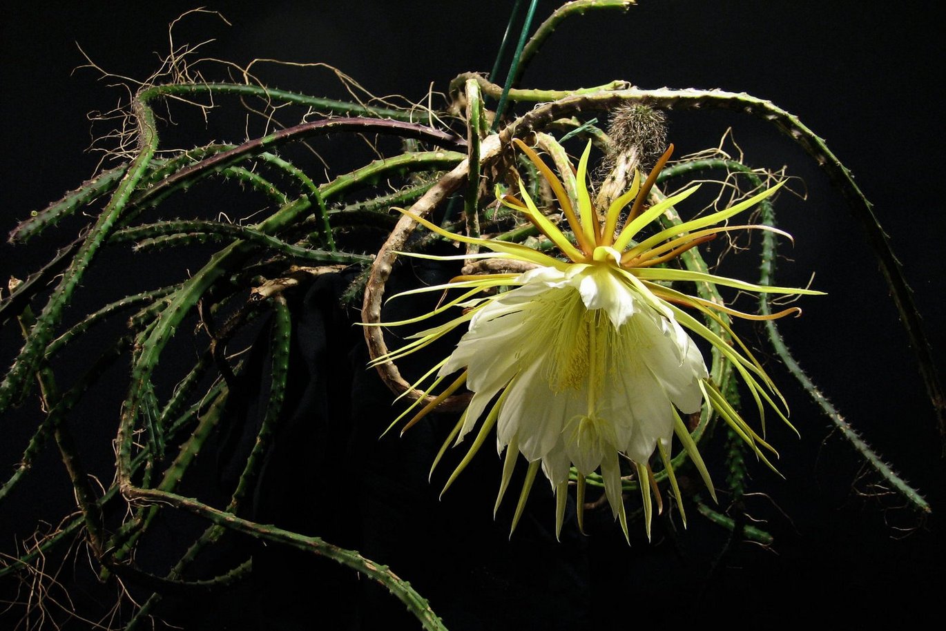 Nattens dronning (Selenicerus grandiflorus)
