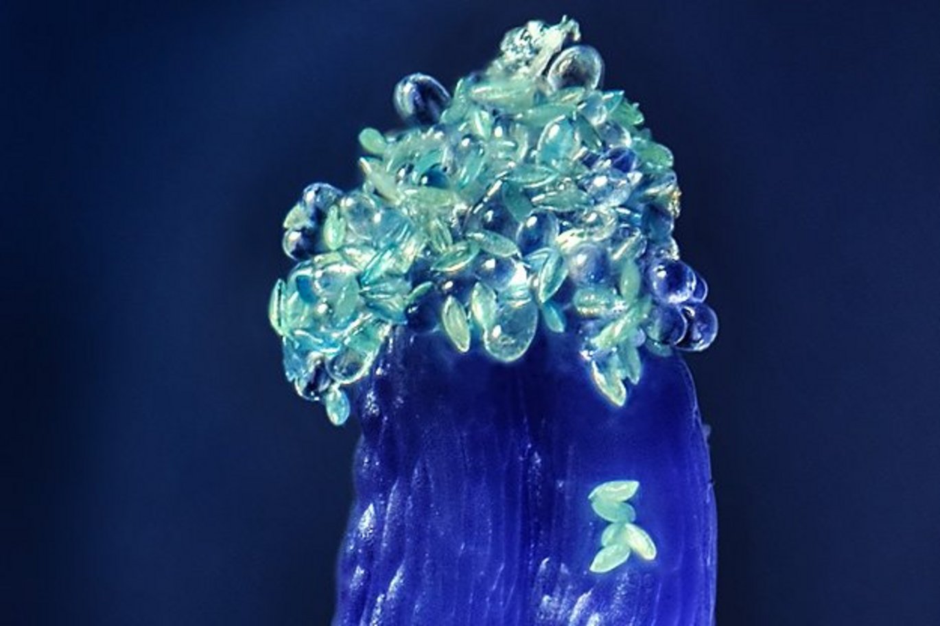 Italiensk klokkeskilla (Hyacinthoides italica). Ultra-nærbillede af griffel med støvfang og aflange, grønne pollenkorn på toppen.