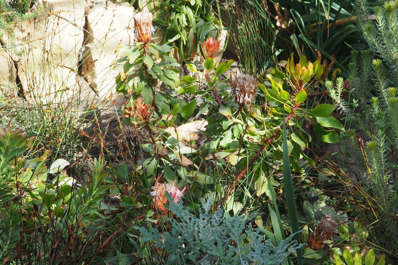 King protea