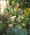 King protea