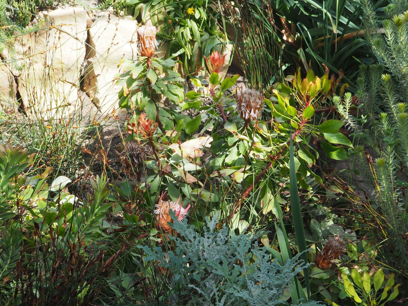 Konge-protea - <em>Protea cynaroides</em>