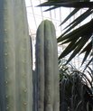 San Pedro kaktus