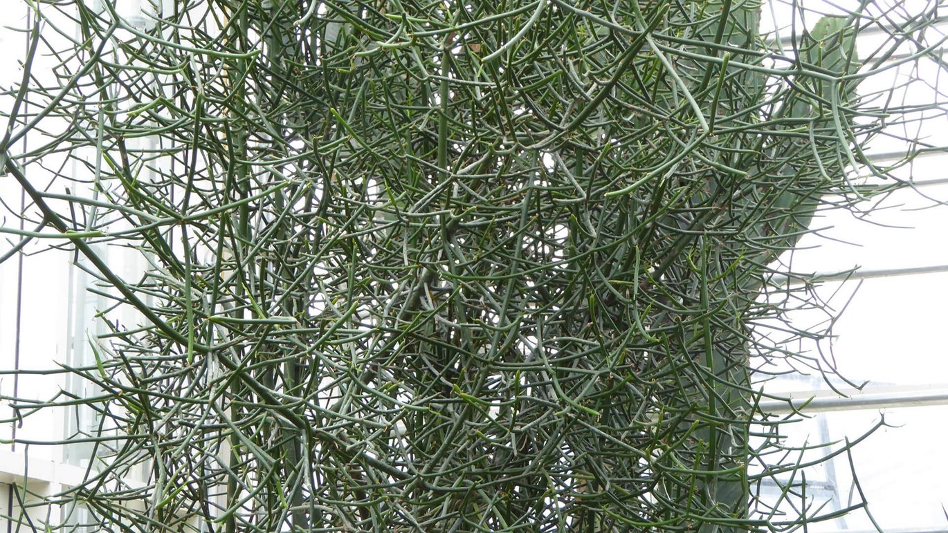 Levende pind (Euphorbia tirucalli) i Ørkenhuset i Væksthusene i Aarhus