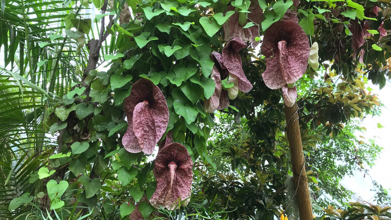 Brazilian dutchman’s pipe