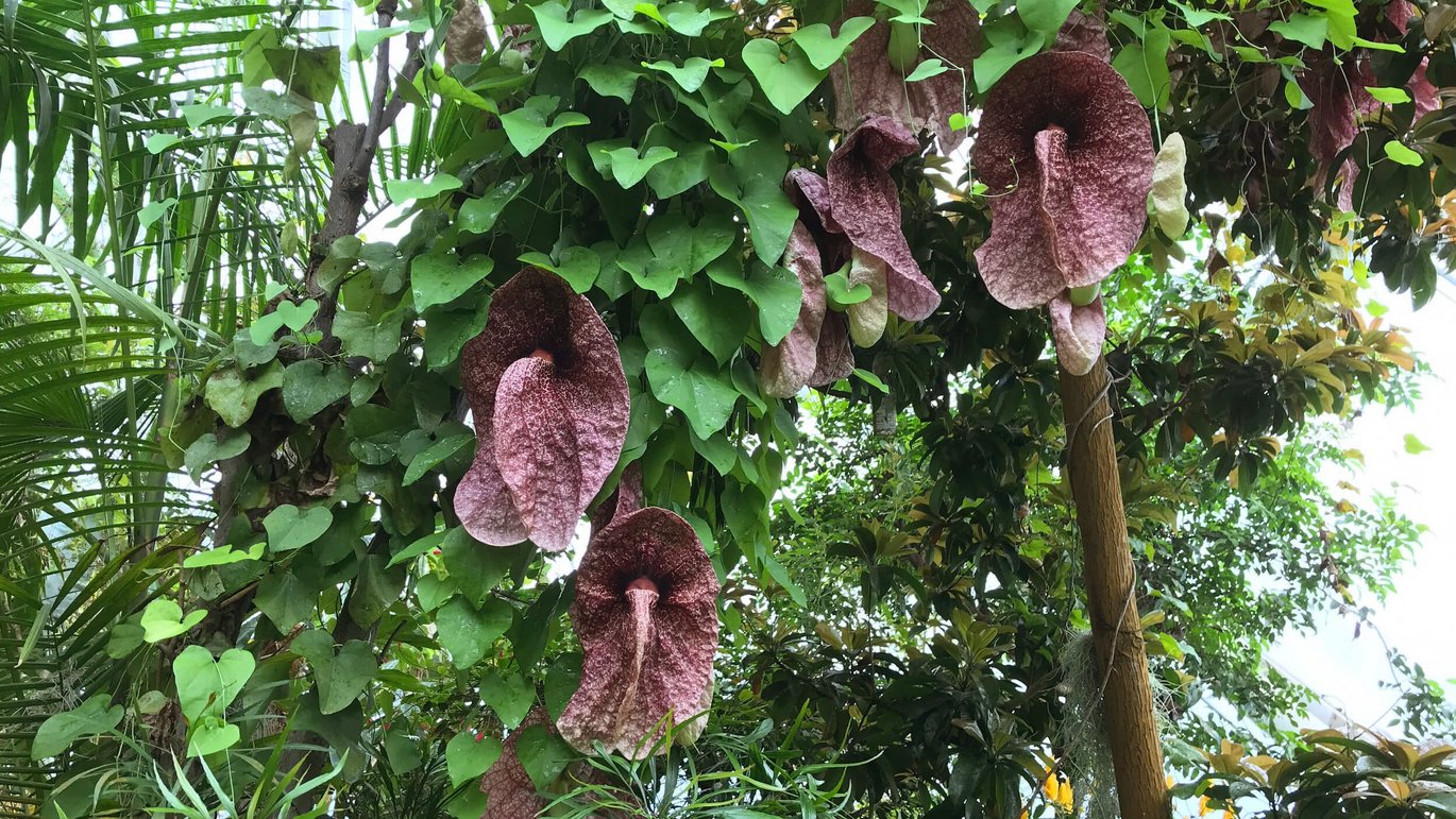 Brasiliansk tobakspibeplante Aristolochia gigantea)