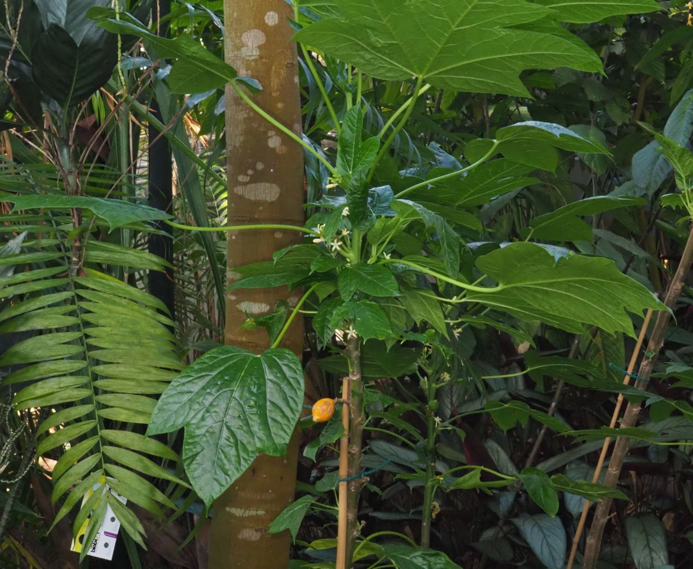 Forest papaya  is a wild relative of the common papaya