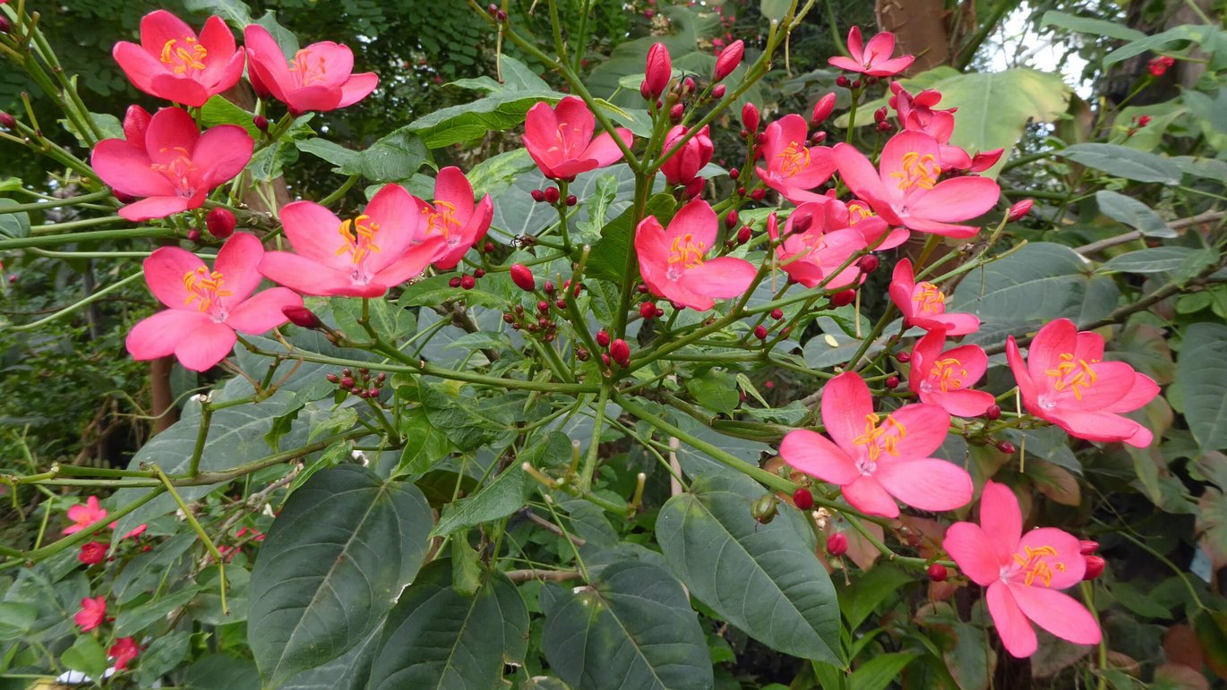 Smuk purgernød (Jatropha integerrima)