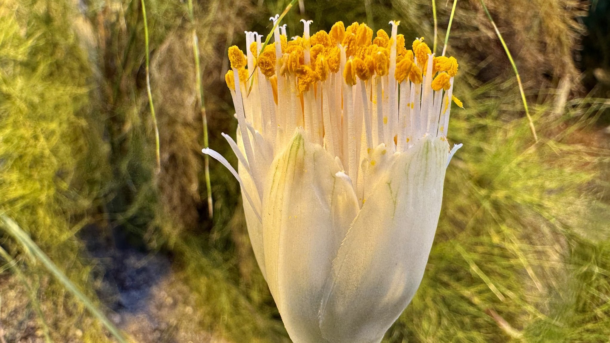 Blomst med gule støvknapper og hvide grifler