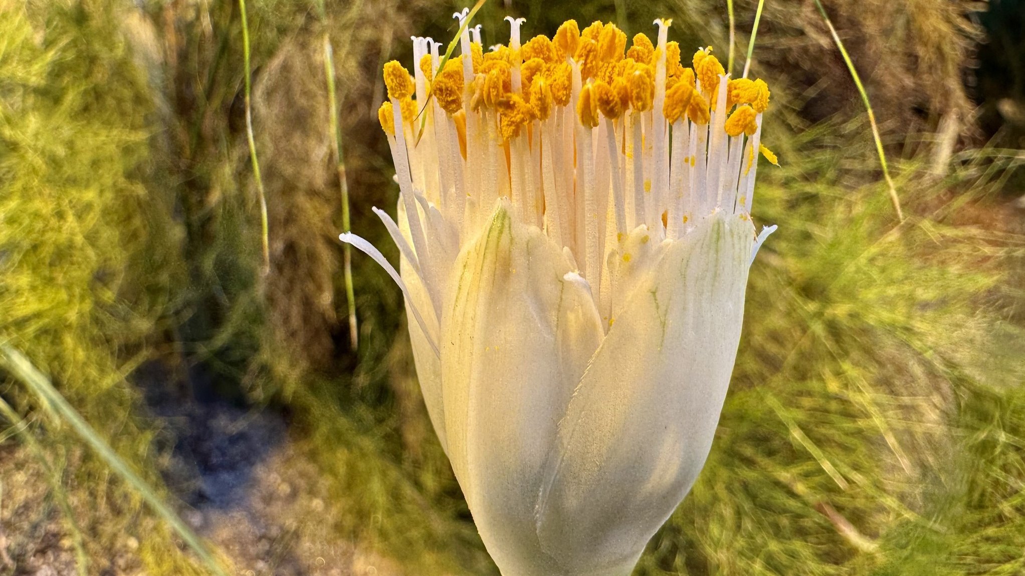 Flower with yellow anthers and white stigmas