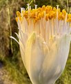 Hvid barberkost (Haemanthus albiflos)