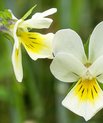 Ager-stedmoderblomst (Viola arvensis)