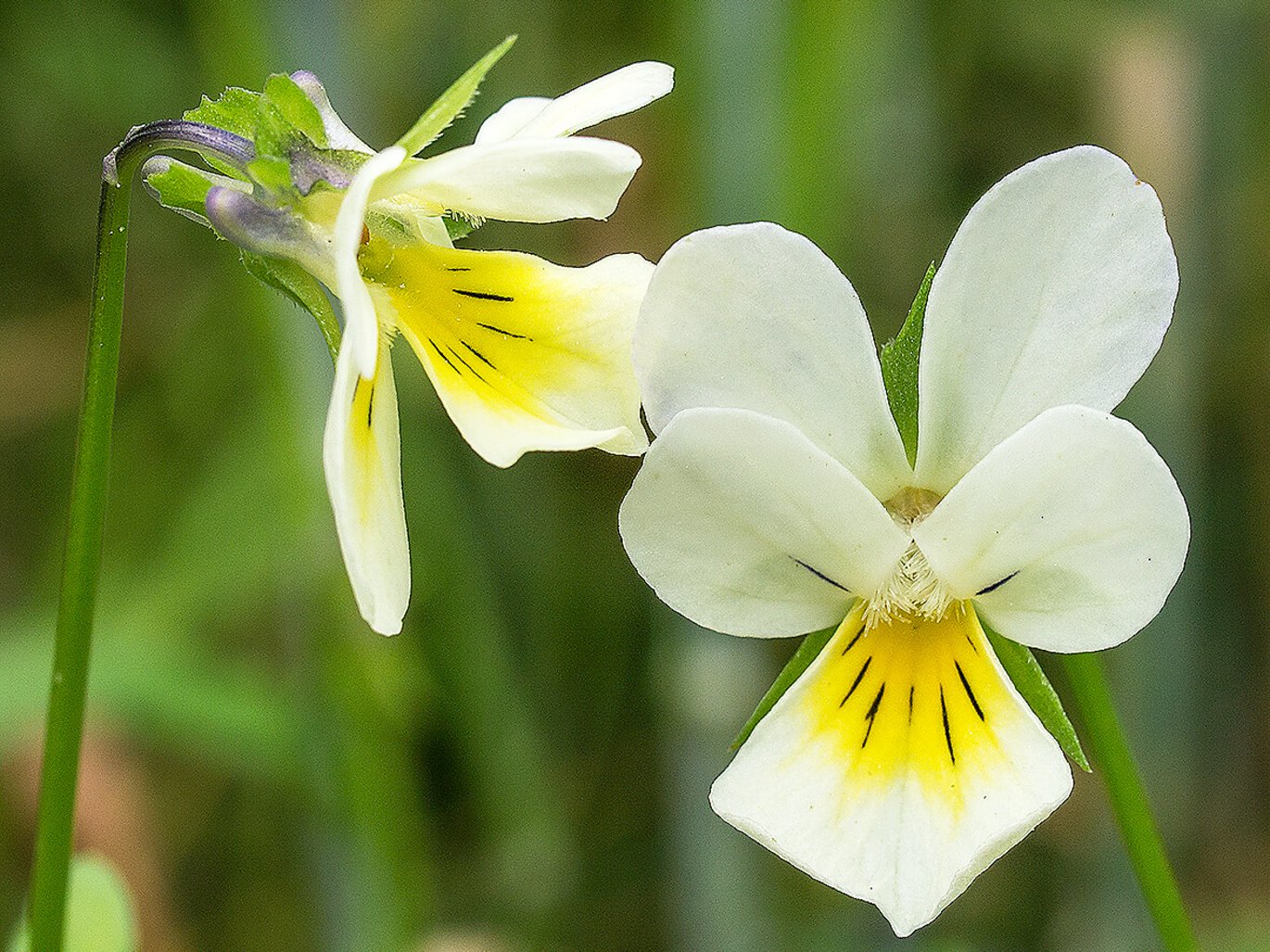 Ager-stedmoderblomst (Viola arvensis)