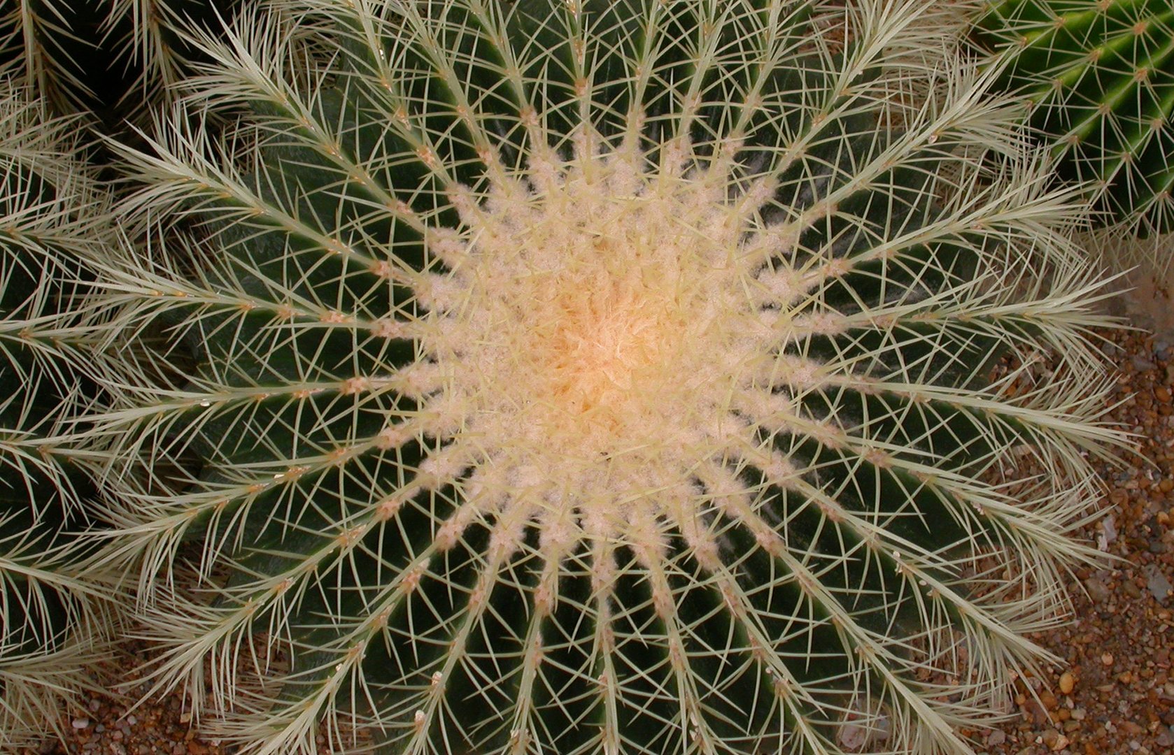Golden barrel cactus seen from the top