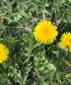 Almindelig mælkebøtte (Taraxacum officinale)