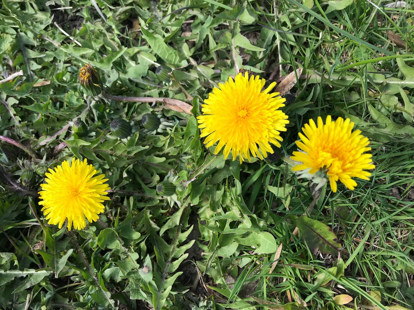 Almindelig mælkebøtte (Taraxacum officinale)