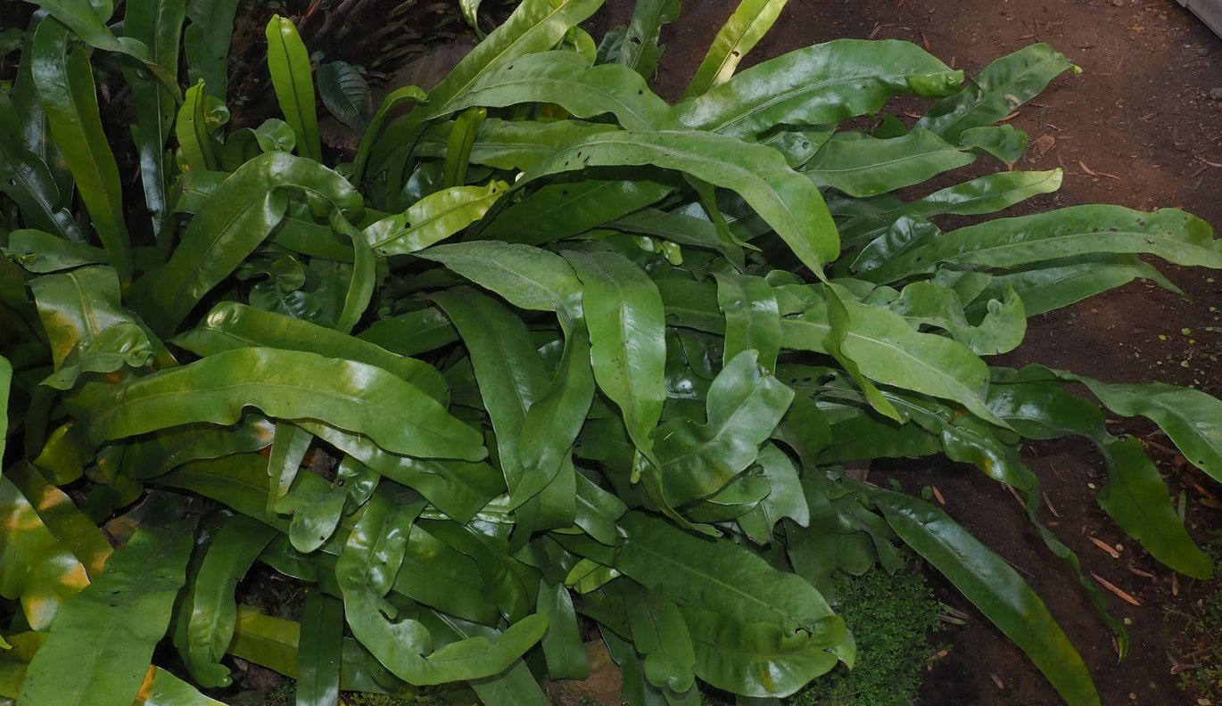 Prikbladet vortebregne (Microsorum punctatum)