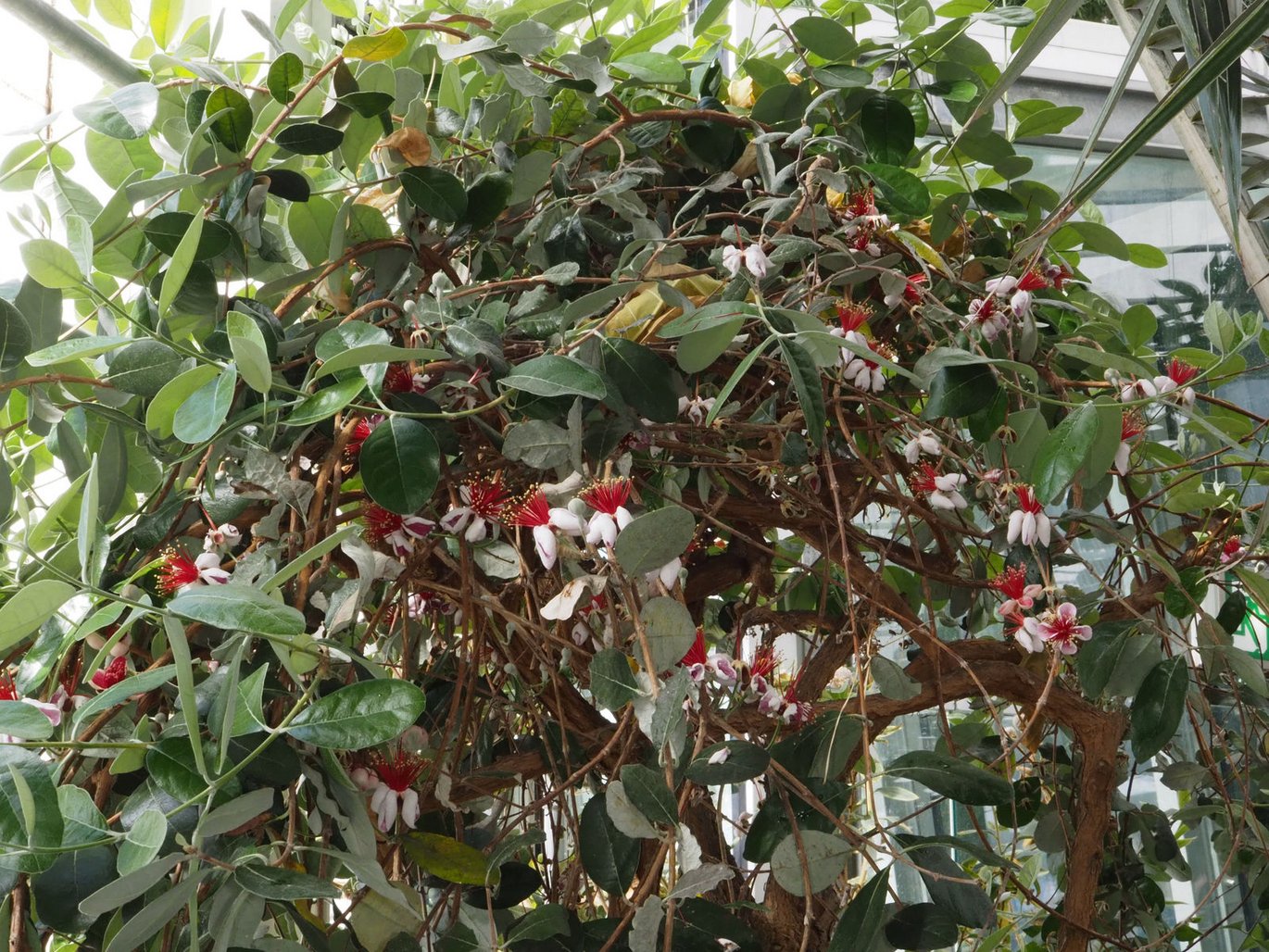 Feijoa (Feijoa sellowiana)