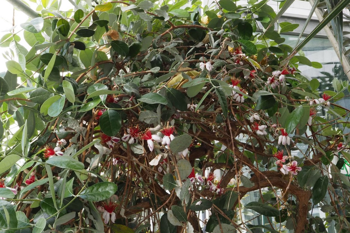  Feijoa (Feijoa sellowiana)