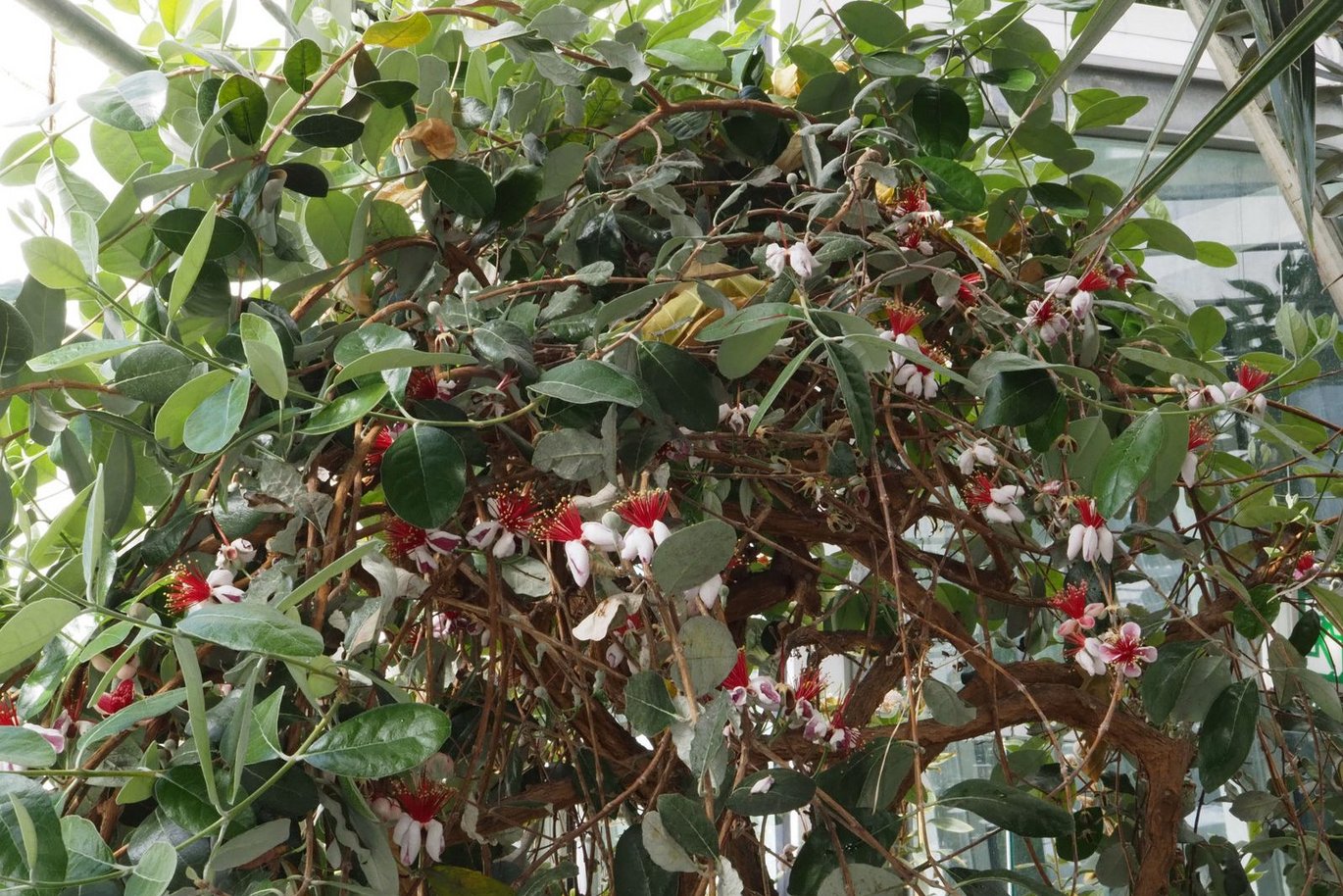 Feijoa (Feijoa sellowiana)