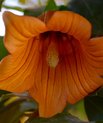 Canary bellflower (Canarina canariensis)