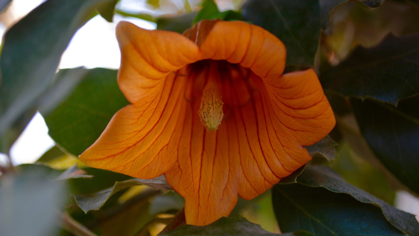 Kanarieklokke (Canarina canariensis)