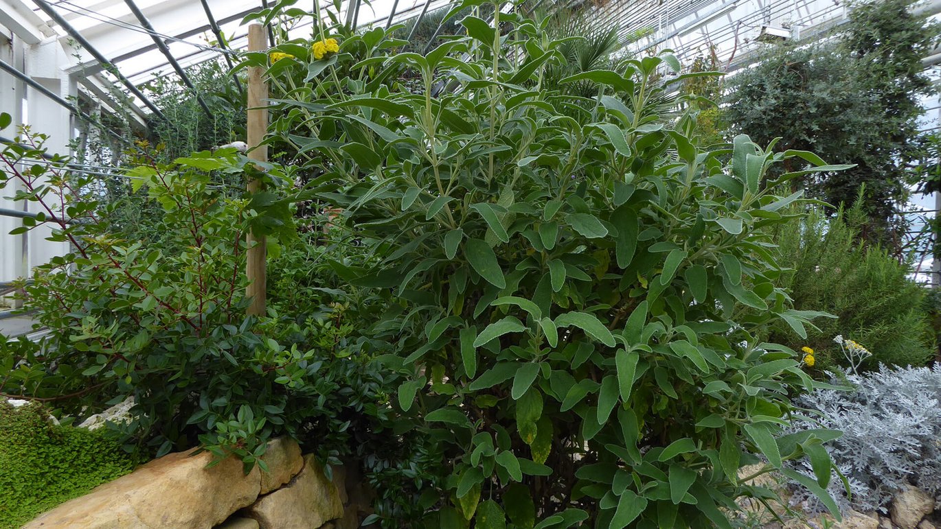 Almindelig løvehale (Phlomis fruticosa)