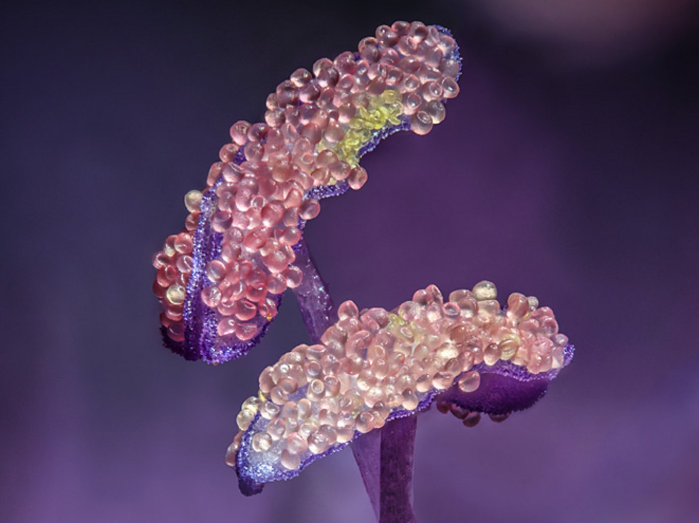 Blåhat (Knautia arvensis). Lange støvblade med åbne støvknapper fulde af pollen.