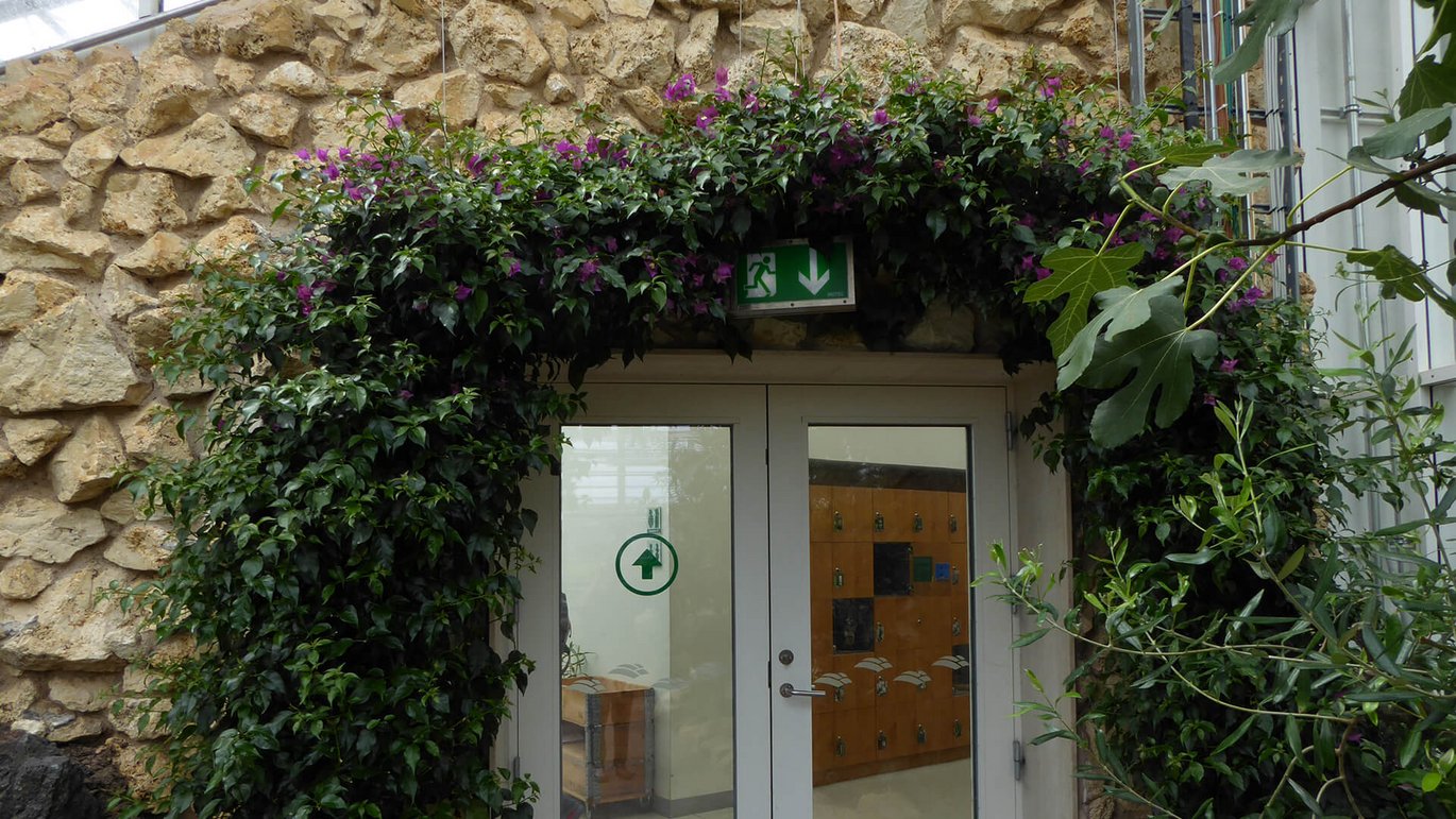 Bougainvillea vokser rundt om døren i Væksthusene