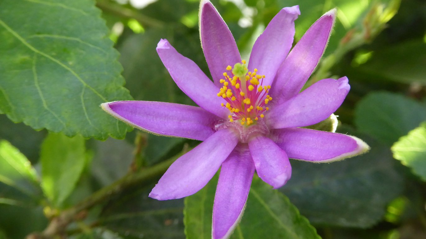 Korsbærblomst - Grewia occidentalis