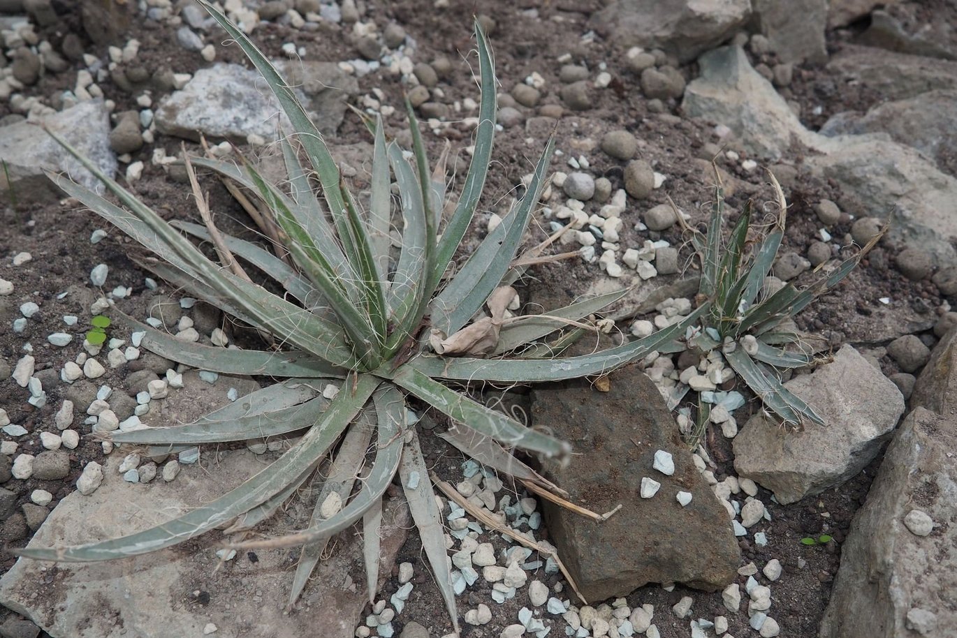 Småblomstret agave (Agave parviflora)