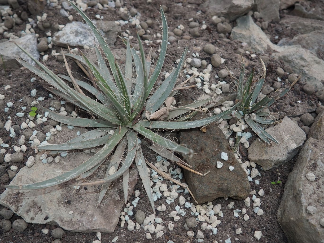Småblomstret agave