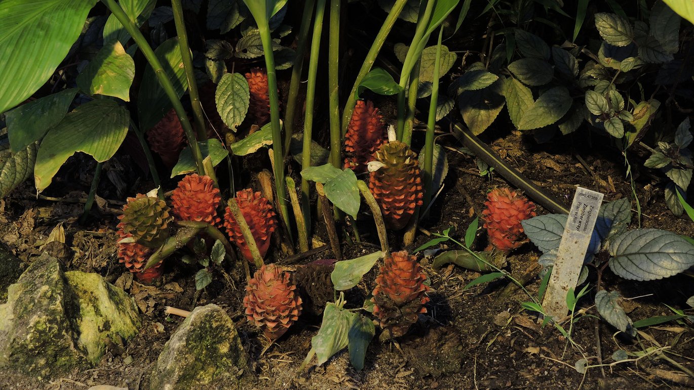 lakrids-ingefær (Zingiber wrayi)