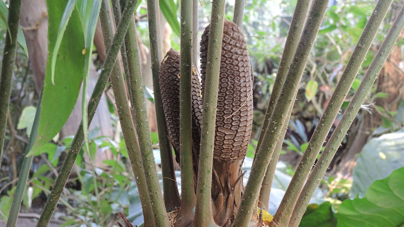 Kyst-zamia (Zamia poeppigiana)