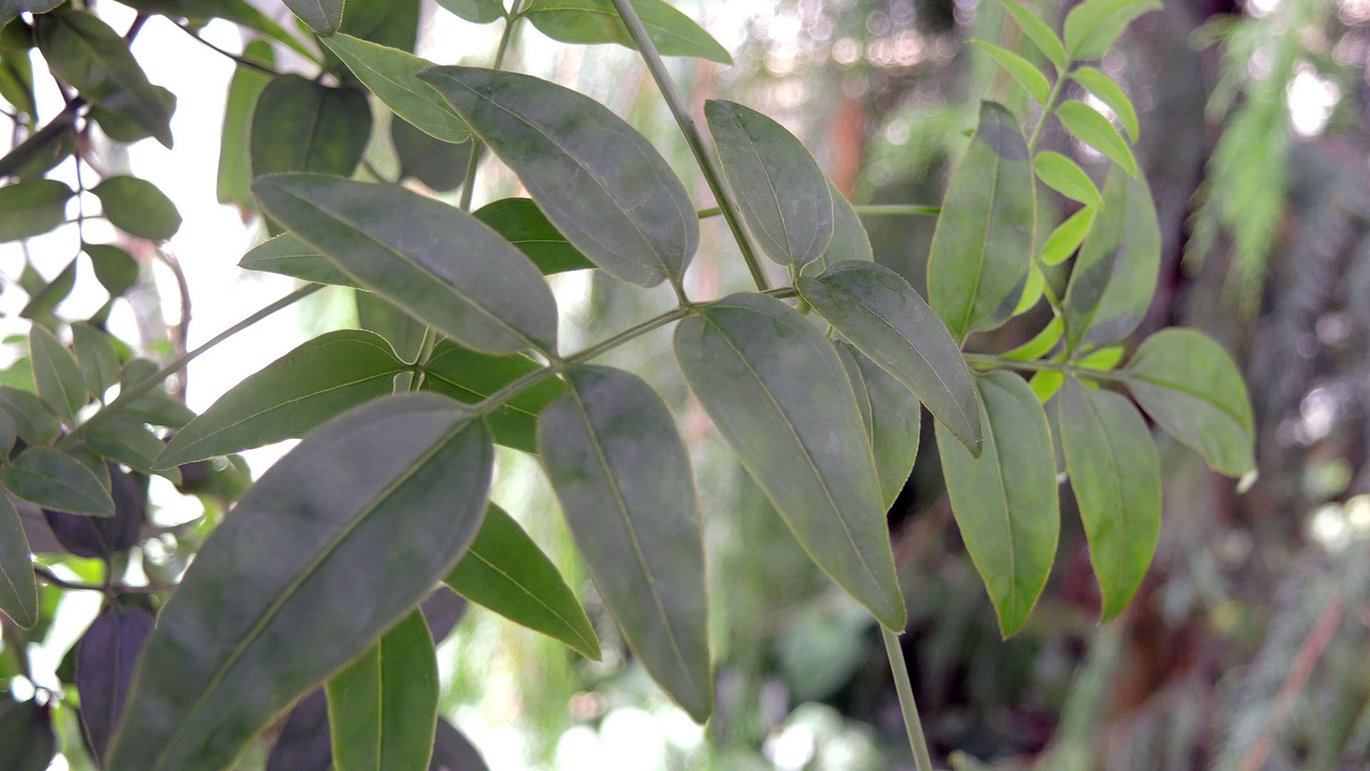 Mangeblomstret jasmin (Jasminum polyanthum)
