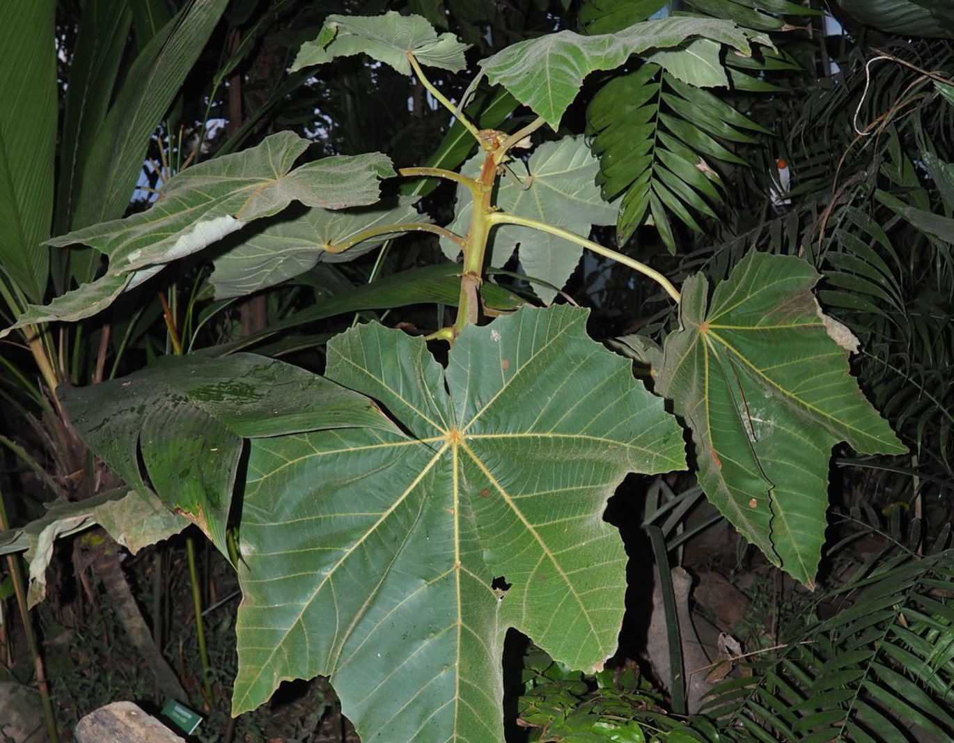 Young balsa tree in the Tropical House.